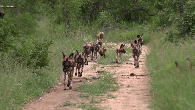 A pack of wild dogs moving together, hunting on a dirt road in Africa.
