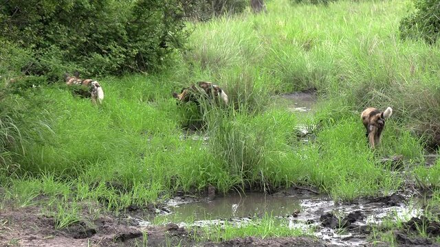 African wild dogs moving through wetlands.
