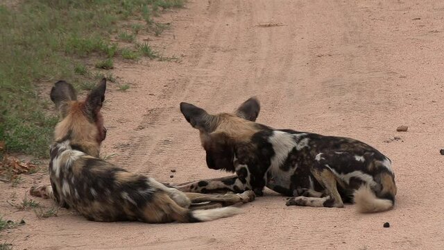 Two African wild Dogs rest on a dirt path as they swat flies with their tails.
