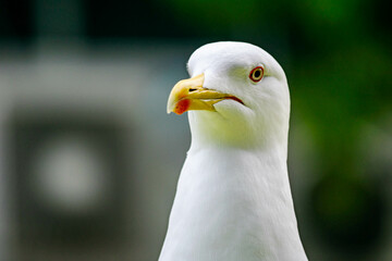 a close up portrait image of a wild seagull sitting on a car 