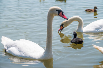 Two Graceful white Swans swimming in the lake, swans in the wild