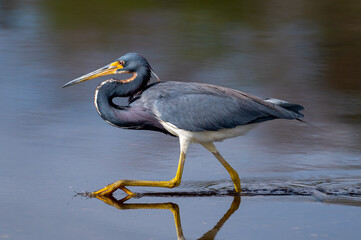 Tri-Colored Heron on the move