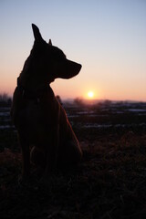 wondrous red sunset with dog silhouette 