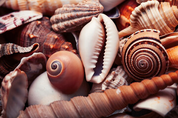 a lot of different empty sea shells, natural background, macro details