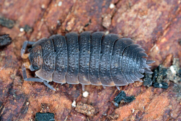 Common rough woodlouses, Porcellio scaber on wood