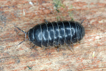 Armadillidium vulgare, the common pill-bug, potato bug, common pill woodlouse, roly-poly, slater, doodle bug, or carpenter, is a widespread European species of woodlouse.