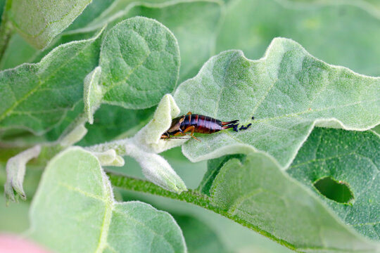 European earwig (Forficula auricularia) eating the young leaves on an eggplant.