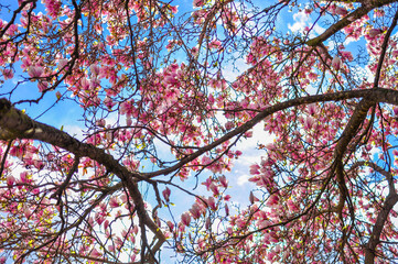 Magnolia tree blossoms in the summer