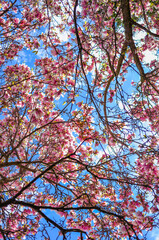 Obraz premium Magnolia tree blossoms in the summer