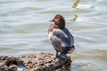 Beautiful duck, Common pochard male, Aythya ferina, standing on a lake shore.