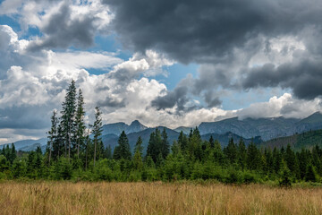 stare zielone świerki na tle szczytów w Tatrach - Giewont