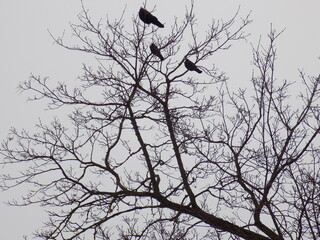 Dark silhouettes of birds on a tree on a cloudy day