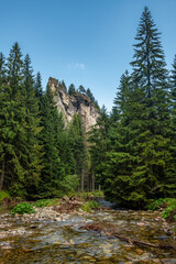 Górski potok płynący w świerkowym lesie u podnóża tatrzańskich szczytów