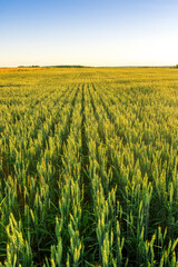 A country road in a wheaten shiny field duting sunset or sunrise with golden wheat and sun rays, beautiful sky and path, rows leading far away, valley landscape