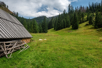 Fototapeta na wymiar Takie widoki zobaczyć można jedynie na szlaku wiodącym przez Dolinę Chochołowską w Tatrzańskim Parku Narodowym.