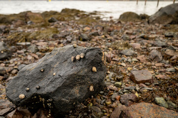 Fototapeta na wymiar Snails on a rock by the sea