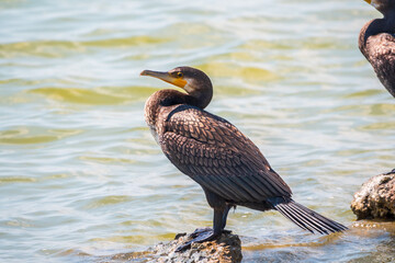 Great cormorant, Phalacrocorax carbo, standing on a stone on the sea shore.
