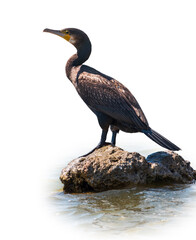 Great cormorant, Phalacrocorax carbo, standing in water on the sea shore, isolated on white background