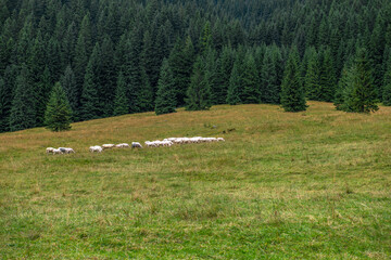 Owce na wypasie na łące na skraju świerkowego lasu