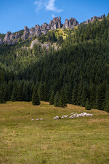 Stado pasących się owiec u podnóża szczytów - Mnichy Chochołowskie. Tatry, Polska
