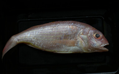 Small Pink Perch Fish Photography