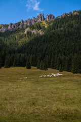Stado pasących się owiec u stóp Mnichów Chcochołowskich - grupy ostrych skalnych szczytów