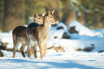 Obraz premium Fallow deer (Dama dama), with beautiful white coloured background. Amazing mammal with brown hair in the snow. Winter wildlife scene from nature, Czech Republic
