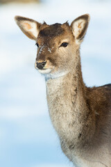 Fallow deer (Dama dama), with beautiful white coloured background. Amazing  mammal with brown hair in the snow. Winter wildlife scene from nature, Czech Republic