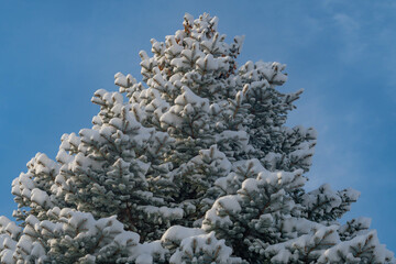 snow covered pine tree from looking up perspective, with perfect worm natural sunlight.