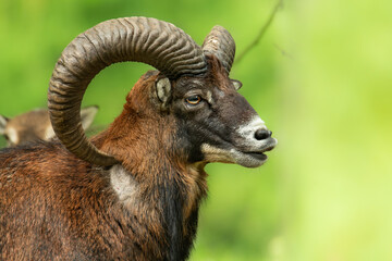 European mouflon (Ovis aries musimon), with a beautiful green coloured background. An amazing mammal with brown hair near the forest. Autumn wildlife scene from nature, Czech Republic