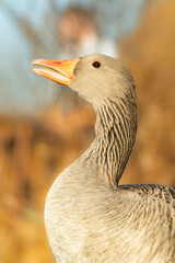 Greylag goose (Anser anser), with beautiful yellow coloured background. Colorful waterbird with grey feather sitting near the river. Wildlife scene from nature, Czech Republic
