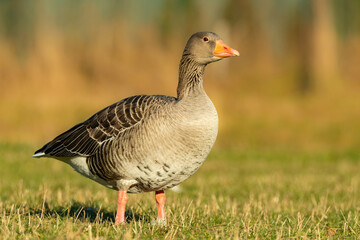 Greylag goose (Anser anser), with beautiful yellow coloured background. Colorful waterbird with grey feather sitting near the river. Wildlife scene from nature, Czech Republic