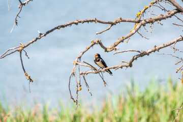 Barn Swallow Hirundo rustica resting on a dry branch of a tree in the summer on blue and green background