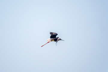 Water bird black-winged stilt flying in the blue sky.