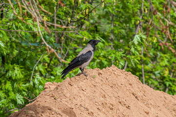 An adult hooded crow riding on a pile of sand, in profile. Green vegetative background, selective focus. An omnivorous bird of prey on earth
