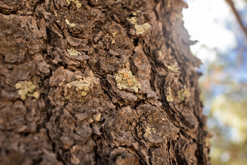 corteza de árbol
