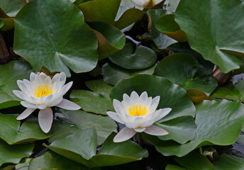 Blooming white water lily and lily leaves in the lake, Sofia, Bulgaria   