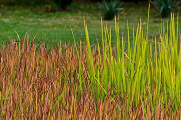 Obraz premium Photo of a natural growing area of ​​sharp wild grass in a reed field in spring, Sofia, Bulgaria