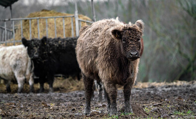 Obraz premium Portrait of Galloway cattle, cow breeding 