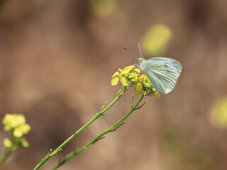 Checkered White Butterfly nectaring on mustard flower