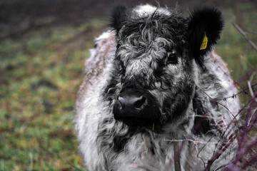 Portrait of Galloway cattle, cow breeding 