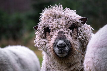 Naklejka na ściany i meble portrait of white wool sheep with funny hairstyle