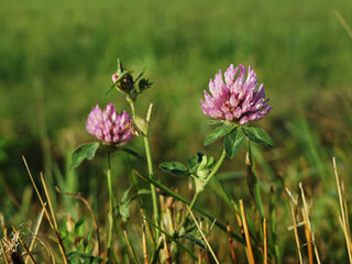 Selective focus on single pink clover flower with background defocused.