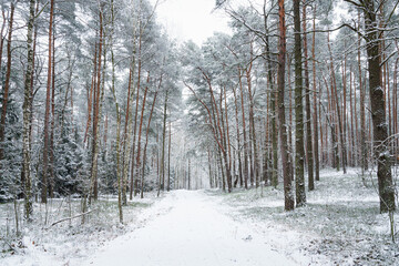 Piękny śnieżny las w parku narodowym pod Warszawą