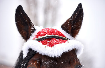 Close-up of horse ears with Christmas hat in snowfall