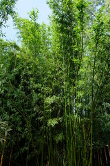 Fototapeta na wymiar FU 2020-08-16 FoBotGa 135 Hoch gewachsenes Bambusgebüsch