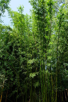 FU 2020-08-16 FoBotGa 135 Hoch gewachsenes Bambusgebüsch