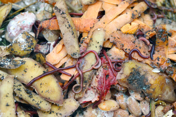 Worms in compost - vegetable and fruit waste.They are useful organisms that accelerate the decomposition of matter and the circulation of elements.