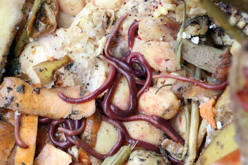 Worms in compost - vegetable and fruit waste.They are useful organisms that accelerate the decomposition of matter and the circulation of elements.