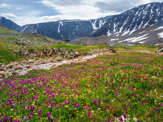 Fototapeta premium Alpine meadow blooming grasses. Alpine green summer meadow with blooming purple flowers. Alpine highlands. Blooming meadow of the highlands.